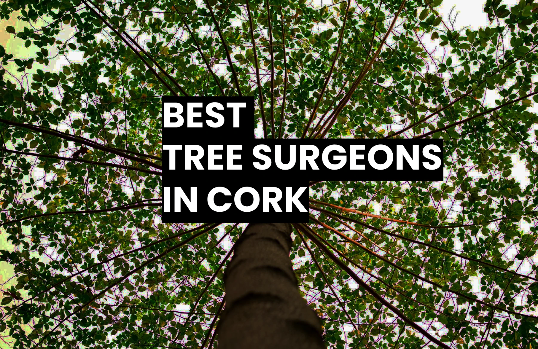 Tree Surgeon Cork